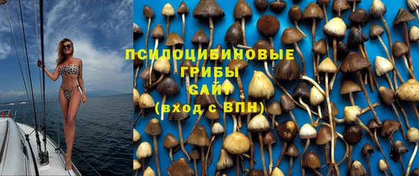 гашик Алексин